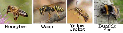 Bee-Wasp-comparison (10K)