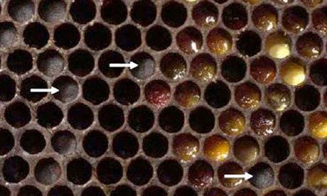 Entombed contaminated pollen