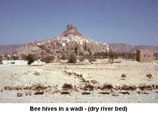 Bee hives in a wadi (dry river bed)