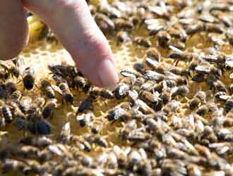 Honeybee Colony die-off