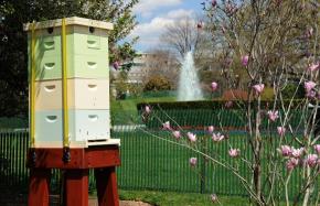 President's bee hive