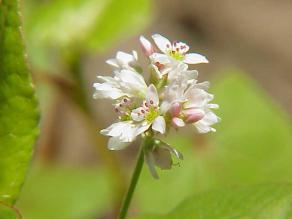 buckwheat (7K)